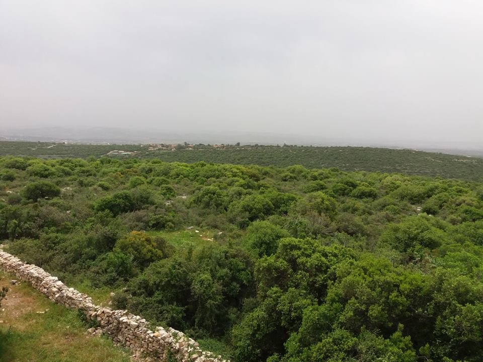 Лес Рейхан, Северная Самария. Фото Вадима Бугаенко.