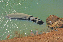 Бегемот в Библейском зоопарке в Иерусалиме. Фото Михаила Гольдштейна.