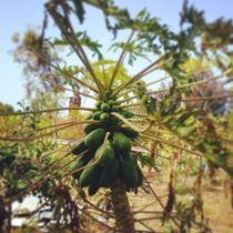 Папайя в мошаве Бицарон. Фото Анны Лифлянд.