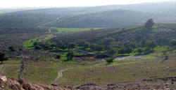 Приморская низменность Шфела.