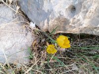 Хельмонийот (штернбергия) в Иудее. Фото Вадима Бугаенко]]