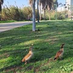 Утки, живущие на Ярконе (около больницы Асута в Тель-Авиве, февраль 2025 г.). Фото Елены Выходец.