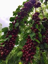 Израильская черешня. Фото Татьяны Адельсон.