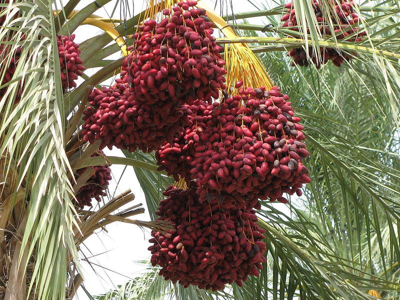 Файл:Date palm.jpg