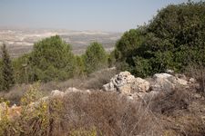 Участок посаженного леса в Ариэле, рядом с университетским общежитием. (с) Фото Ильи Луцкера.