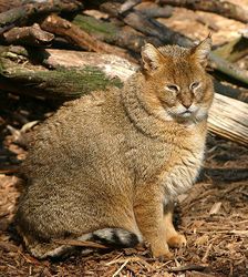 Камышовый кот