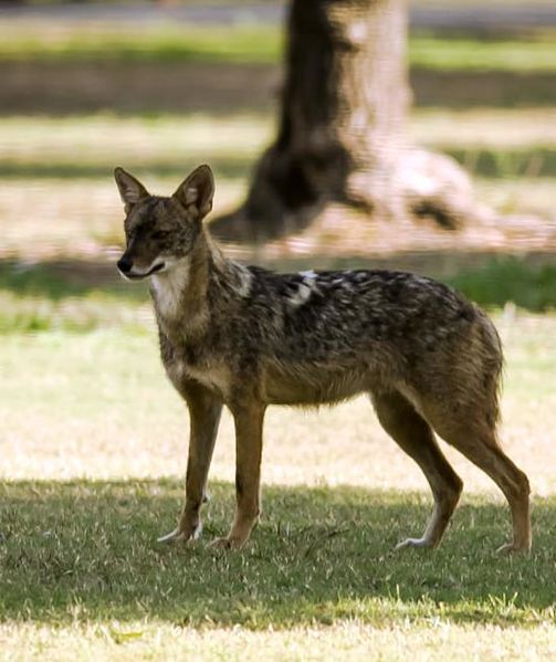 Файл:ИзраильскийШакал.jpg