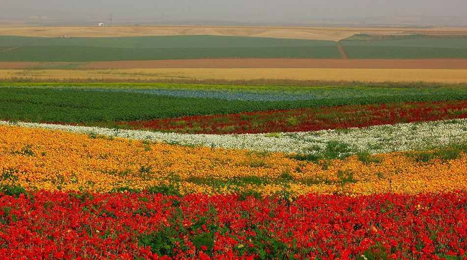 Негев, весна 2020 г. Фото So Nata.