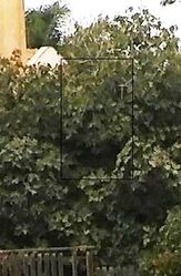 Дерево в Ариэле.