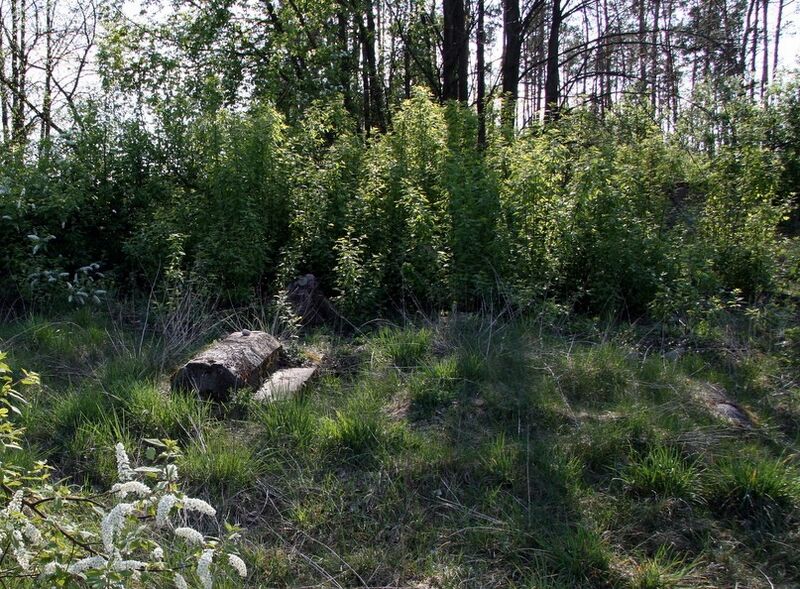 Файл:Poland Suraż Jewish Cemetery.jpg