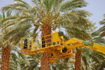 Сбор фиников в Израиле.