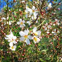 Цветущий миндаль в Галилее. Фото Анны Лифлянд.