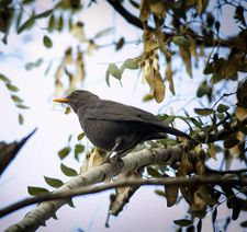 Чёрный дрозд в Ариэле. Фото Михаила Гольдштейна.