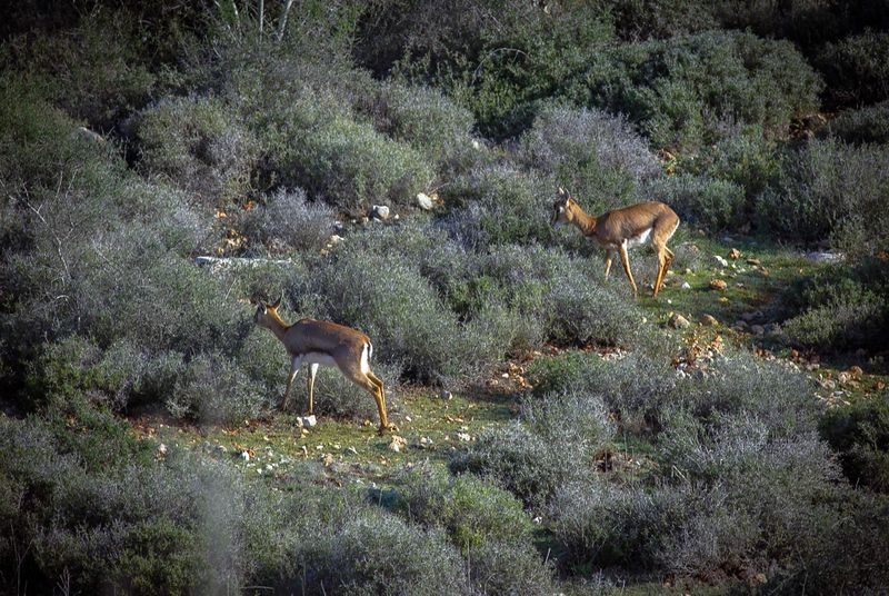 Файл:Олени в Ариэле.jpg