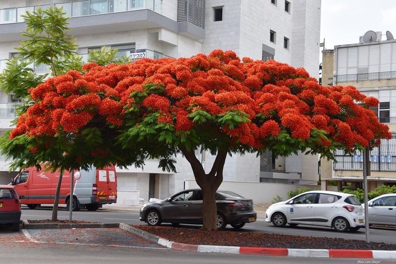 Файл:Дерево в Т-А.jpg