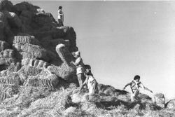 В поселении НАХАЛЬ Амазия: караульные на стоге сена, 1956 год