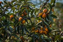 Хурма в Ариэле. Фото Михаила Гольдштейна.