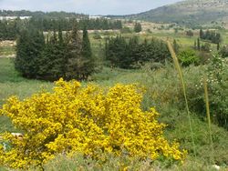 Ракитник мохнатый (Calicotome villosa) в цвету.