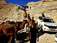 Верблюды в Иудейской пустыне. 2025 г. Фото Эли Новосельского.